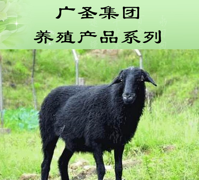 广圣集团养殖系列产品——乌骨羊