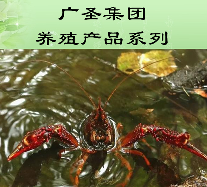 广圣集团养殖产品系列——小龙虾