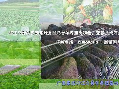 印江乌骨羊基地介绍