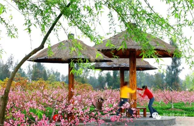 农业和文化相结合，促进经济大发