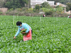 绥阳蔬菜基地介绍