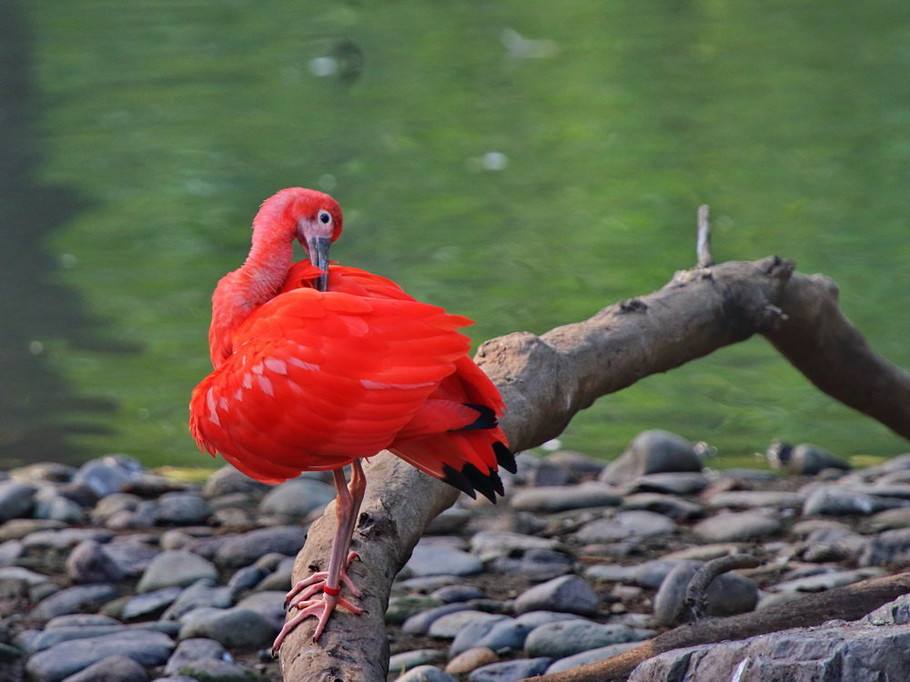 广圣集团-珍稀物种生态园介绍