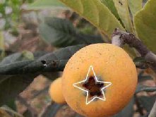 如何识别大五星枇杷？三招搞定，