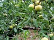 蜂糖李种植管理