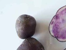 黑土豆种植技术