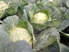 包菜（甘蓝）
