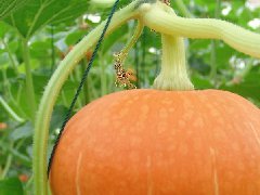 有关南瓜的种植维护