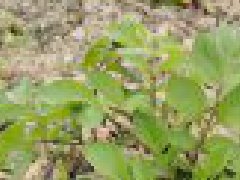 黑土豆种植和管理