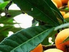 五星枇杷种植管理