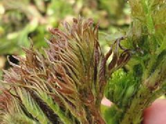 山野菜之王-刺嫩芽