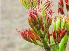 刺嫩芽种植管理